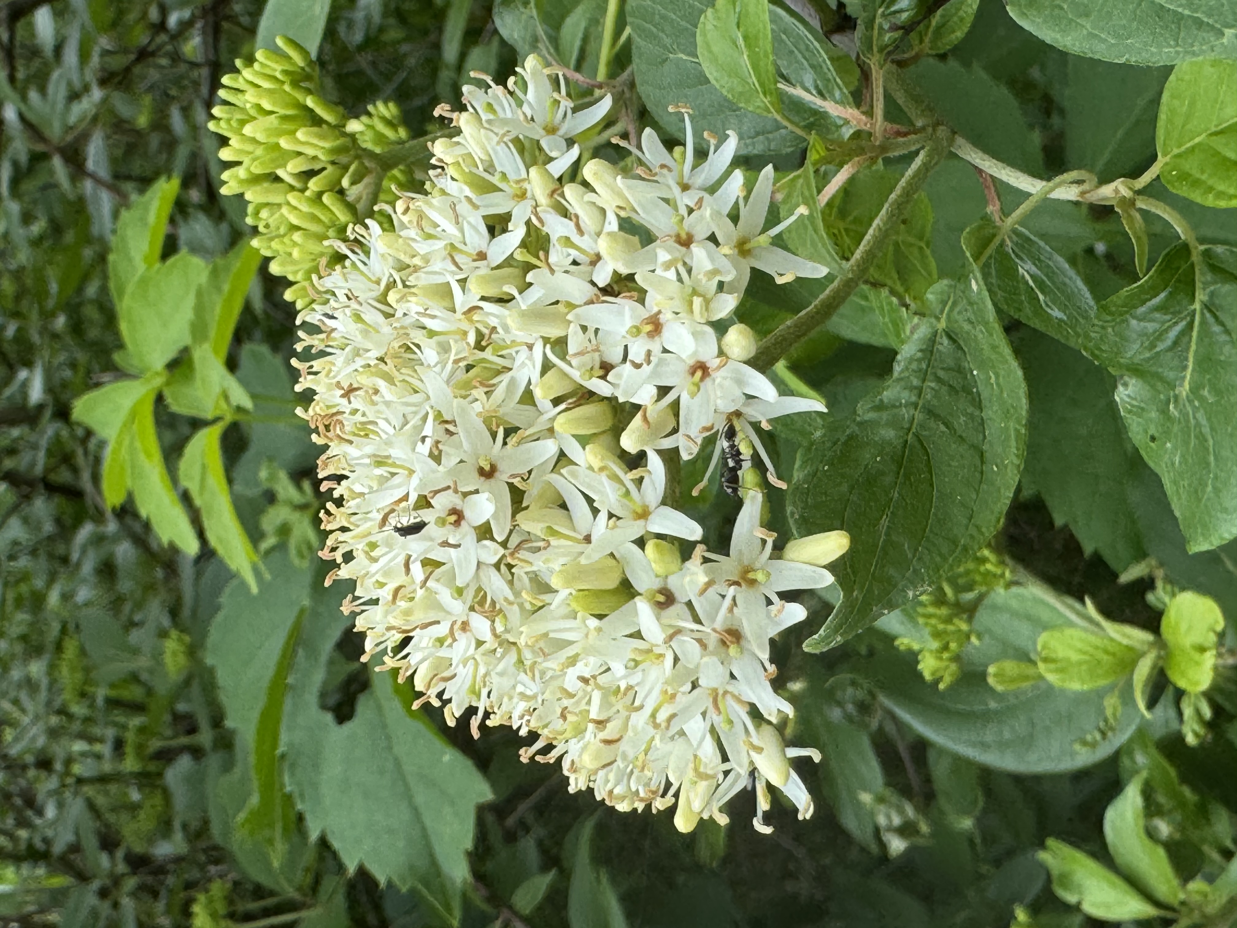 Common Dogwood