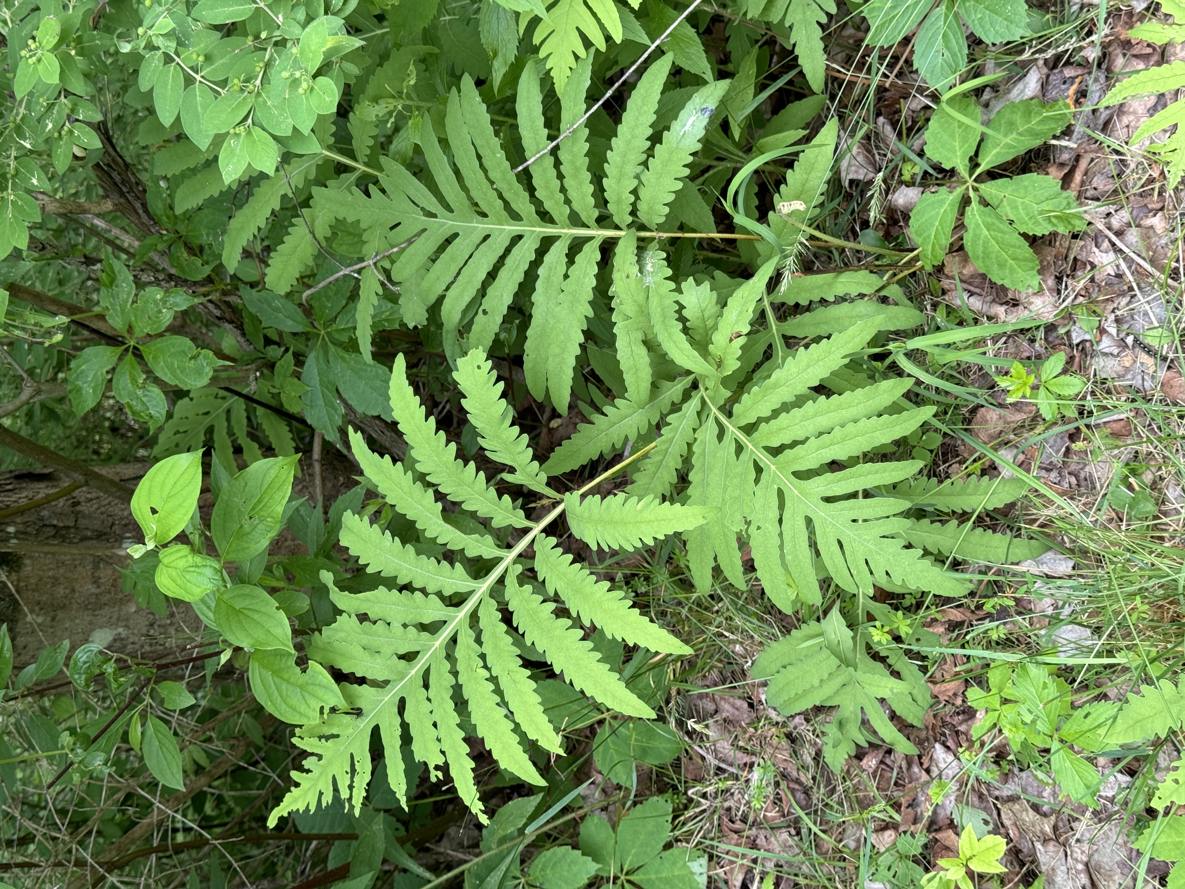 Sensitive Fern